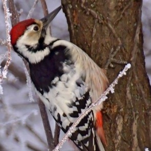 «Закрывает глаза от напряжения»: в «Шушенском бору» сфотографировали за работой редкого дятла