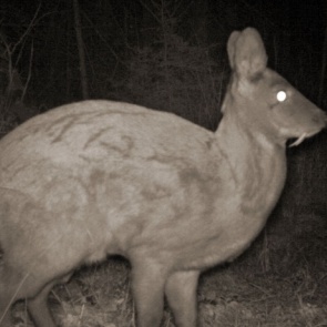 Краснокнижная кабарга попала в объектив фотоловушки в заповеднике