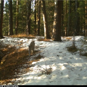 Из-за проблем с питанием рыси из красноярских «Столбов» могут выйти к людям
