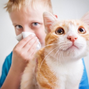 Аллергия на животных: взгляд иммунолога