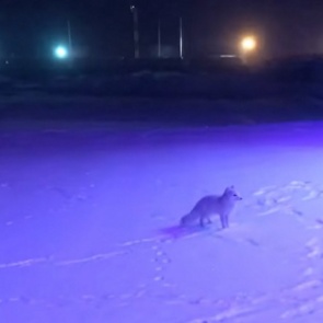 Полярные песцы добрались до норильского аэропорта и теперь провожают на самолет пассажиров