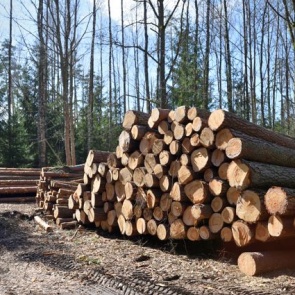 В Красноярском крае женщина засудила отделочника за отклеивающиеся обои и плесень на стенах