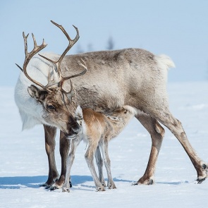 Северные олени в Красноярском крае пройдут процедуру индивидуальной идентификации