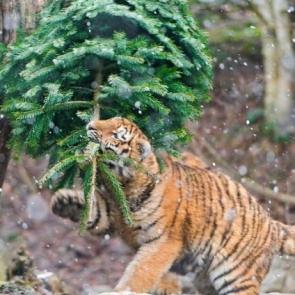 В «Роевом ручье» перед Новым годом готовы забрать нераспроданные ели и пихты