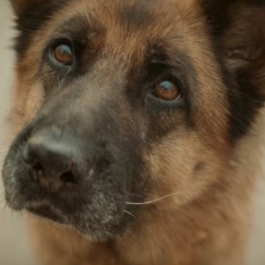 Сын актера Домогарова снимает фильм про норильского Хатико. Представлен первый трейлер