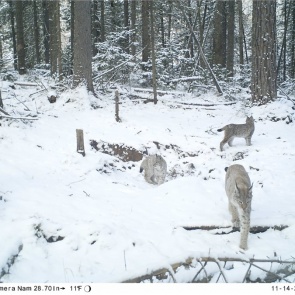 На красноярских «Столбах» заметили рысь с тремя котятами. Это третий случай за 70 лет наблюдений