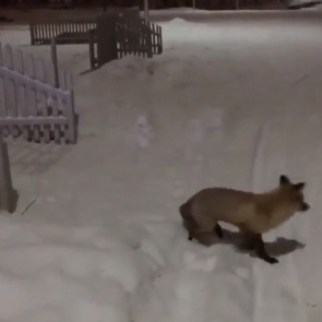 «Поддержала аниматоров»: на самую грустную вечеринку на острове Татышев пришла лиса