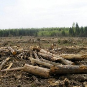 Бывшего депутата Ачинского района будут судить за массовую вырубку леса