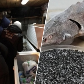 Группу новосибирских браконьеров задержали за добычу краснокнижного осетра в крае на 14 миллионов