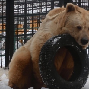 Медведь Памир из «Роева ручья» вышел из спячки из-за оттепели и занялся физкультурой
