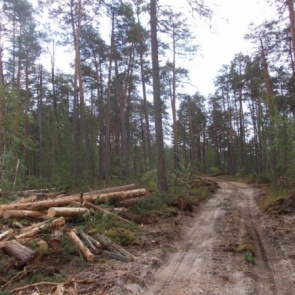 В Лесосибирске будут судить лесного контрабандиста