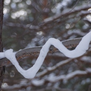 В «Шушенском бору» на ветках деревьев тончайшим слоем повис снег из-за перепадов температур