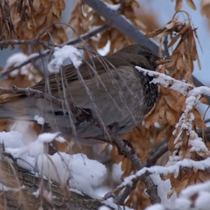 Из-за затяжной осени в «Шушенском бору» дрозды забыли улететь на зимовку
