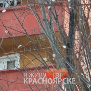 Из-за аномального тепла под Красноярском распустилась верба