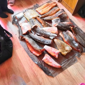 На Таймыре браконьер наловил осетров на 2 миллиона и пытался продать их в Дудинке