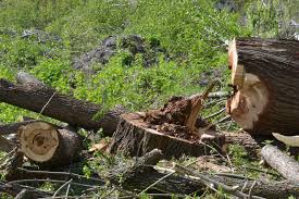 В Красноярском крае пойманный на незаконной рубке деревьев бывший депутат отделался годом лишения свободы