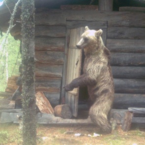 Фотоловушки в Саяно-Шушенском заповеднике сняли дерзкого медведя, хозяйничающего в лесной избушке
