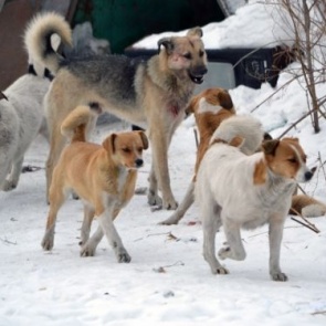 Откуда на улицах берутся бездомные животные и что с ними делают с 2020 года?