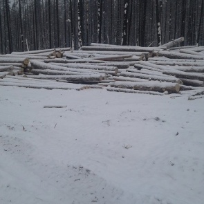 В Красноярском крае мастер обманул лесорубов и заставил срубить 35 сосен