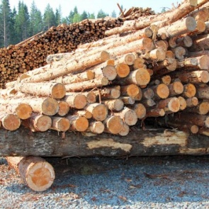 Краевые власти объявили войну беспорядку и нарушениям закона в лесной отрасли