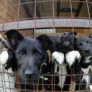 Безнадзорными животными займутся муниципалитеты