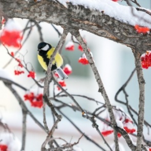 На неделе в Красноярск вернется оттепель