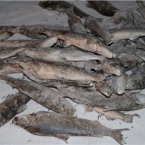 Красноярские полицейские договорились с Росимуществом продавать изъятую у браконьеров рыбу