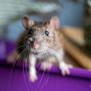 Тувинка решила спасти мужа и сына от обвинения в изнасиловании и сама пойдет под суд