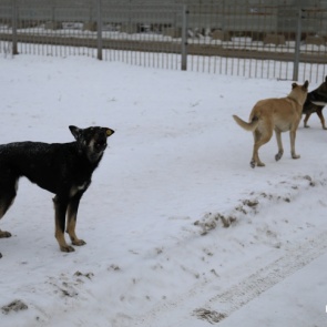 «Собаки уже натурально жрут людей»: в администрации города решают, что делать с бродячими животными