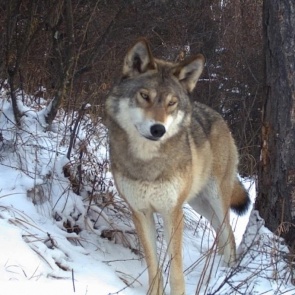 На юге Красноярского края выросла численность волков