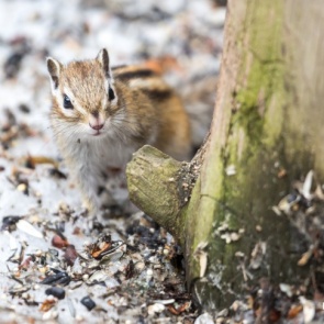 И дождь, и мороз: синоптики сделали прогноз на март