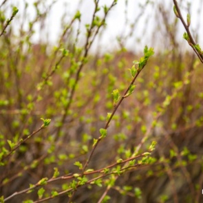 Красноярску пообещали небывалое тепло на следующей неделе
