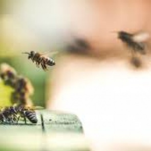 В Красноярском крае планируют обучать пчеловодов