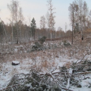 Пожилые жители Канска могут получить по 2 года колонии за 14 вырубленных деревьев