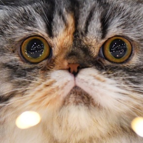 Названо самое уязвимое к коронавирусу домашнее животное