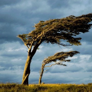 МЧС предупредили об усилении ветра и опасности пожаров