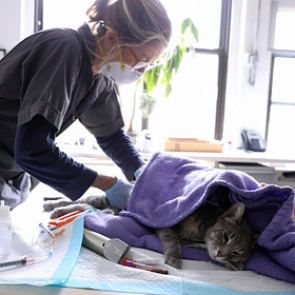 В США зафиксировали первые случаи заражения кошек коронавирусом