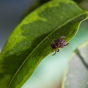 Жертвами клещей на прошлой неделе в половине случаев стали дети
