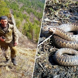Не только клещи: красноярца укусила гадюка на Торгашинском хребте