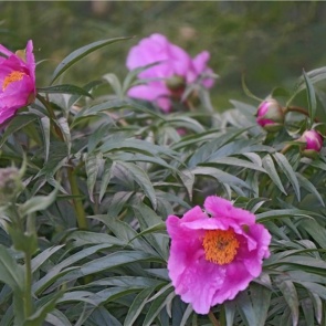 На юге Красноярского края слишком рано зацвели редкие пионы