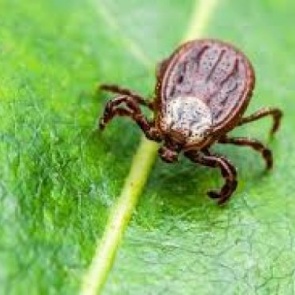 Управление Роспотребнадзора информирует о количестве случаев присасывания клещей в Ачинске