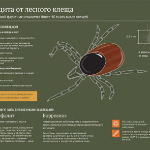 Количество покусанных клещами жителей Красноярского края резко увеличилось