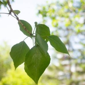 В Красноярске усилится ветер и сохранится жара