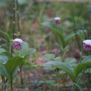 На юге Красноярского края рекордно рано зацвели редкие орхидеи