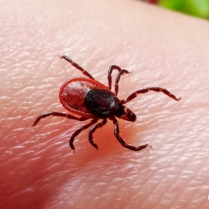 Иммуноглобулина на всех не хватит: Красноярск переживает нашествие клещей и дефицит лекарства