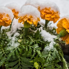 Синоптики сообщили, что ударят новые заморозки