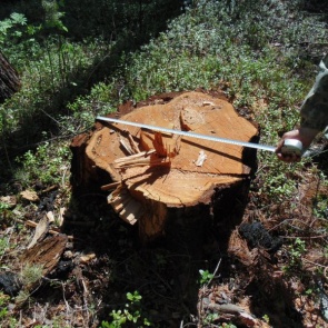 «Чёрный лесоруб» вышел из колонии и опять незаконно срубил деревья в Богучанах