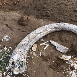 На стройке красноярского аквапарка нашли гигантские кости: подозревают останки мамонтов