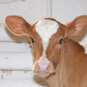 Сельхозкооперативы Красноярского края получили господдержку на покупку и содержание молочных коров