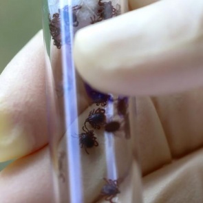 Живучий и опасный гибридный клещ продолжает заселять российские регионы: может быть и в Красноярском крае